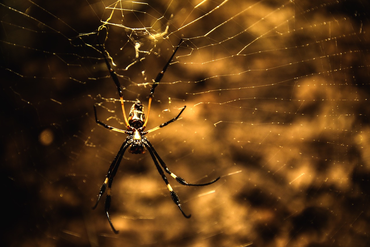 spider spider silk network free photo