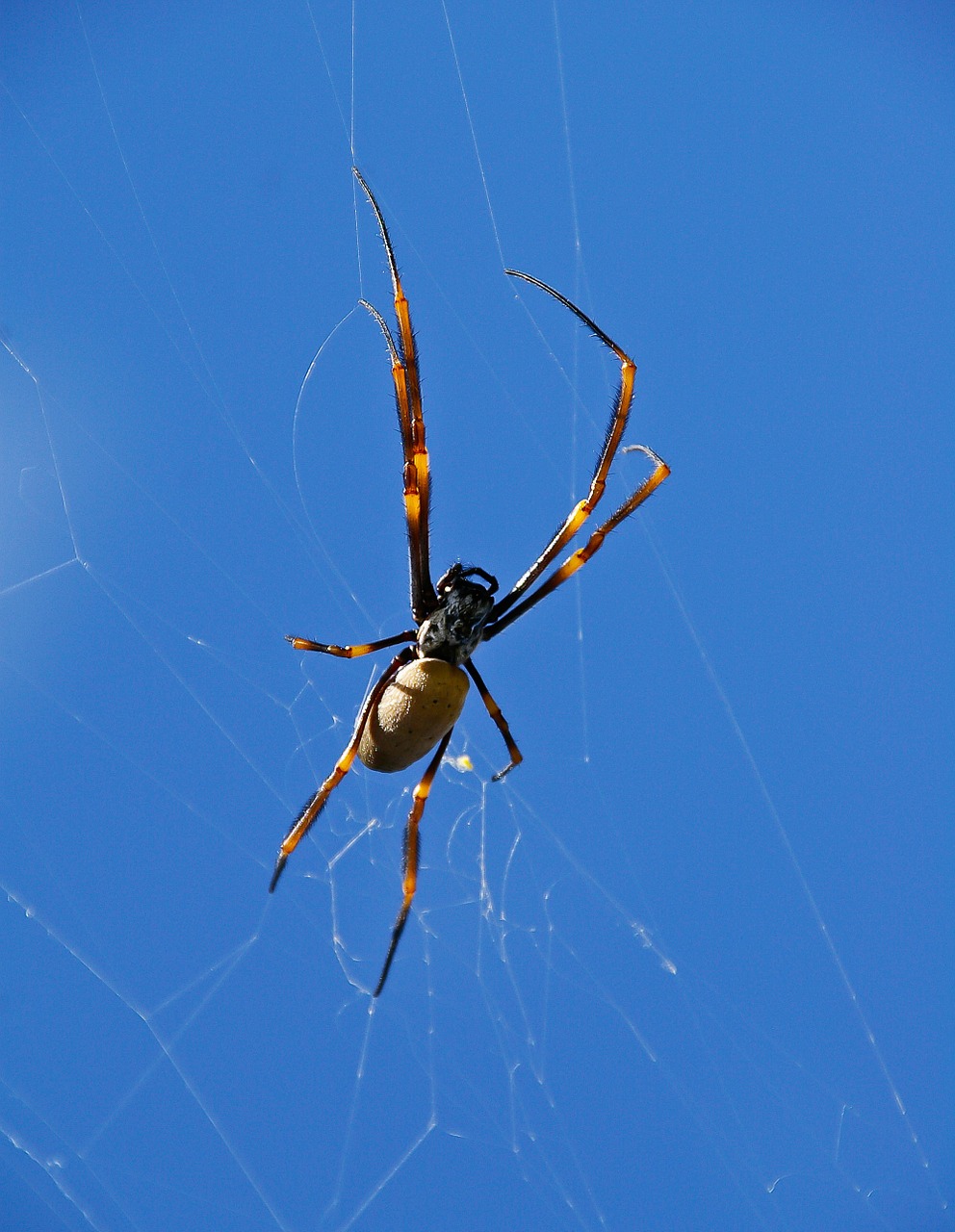 spider spider web orbweaver spider free photo