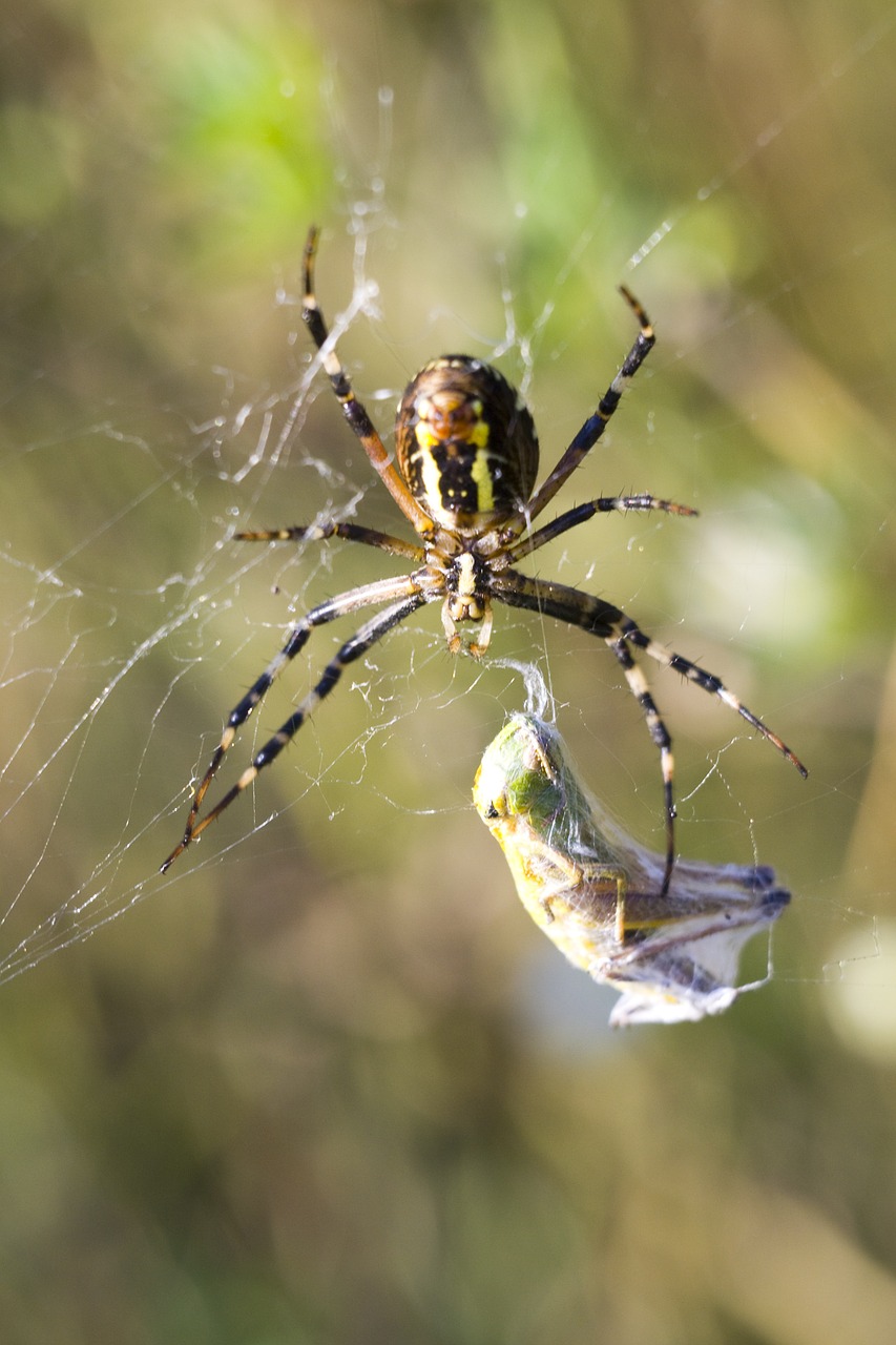 spider macro nature free photo