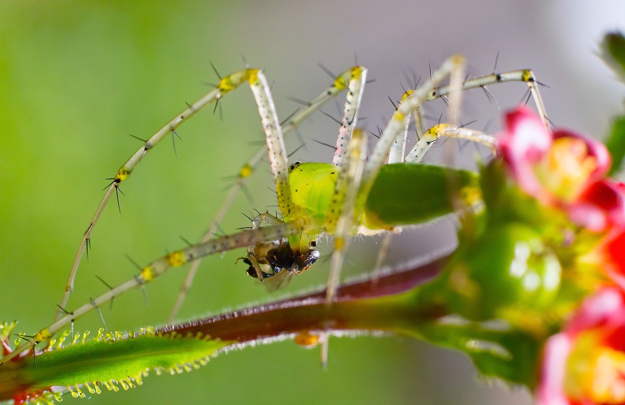 spider insect india free photo