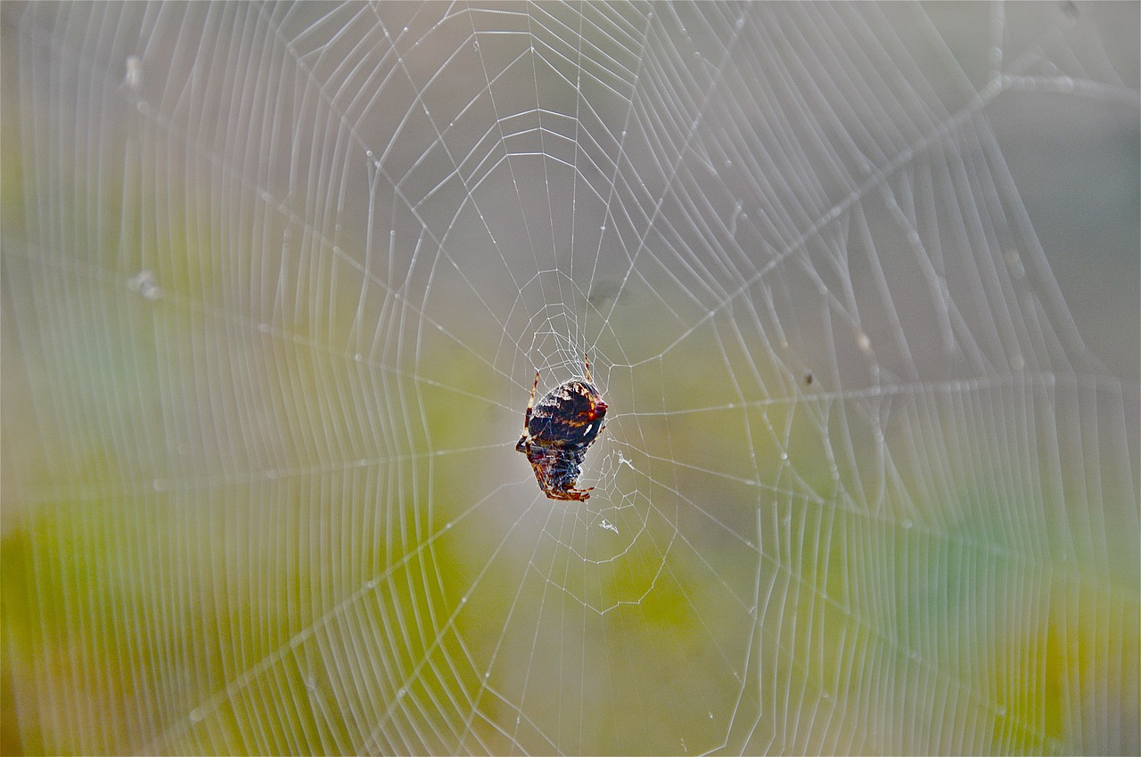 spider network cobweb free photo