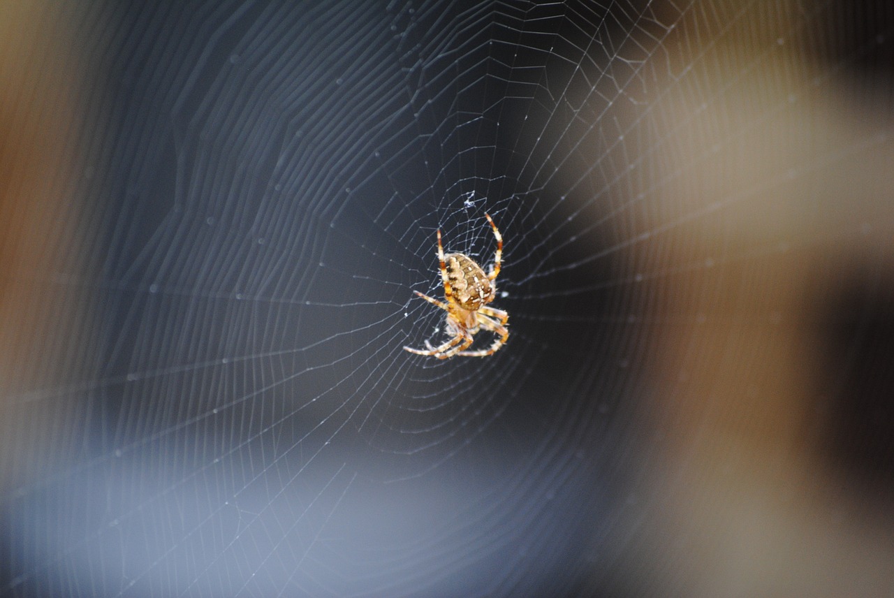 spider web spiderweb free photo