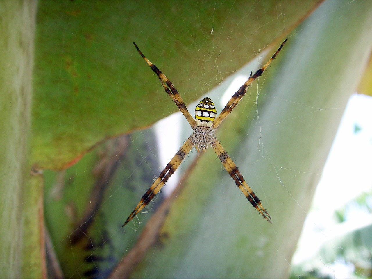 spider australia toxic free photo