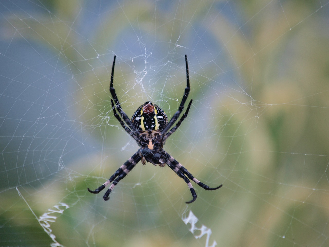 spider nature outdoor free photo