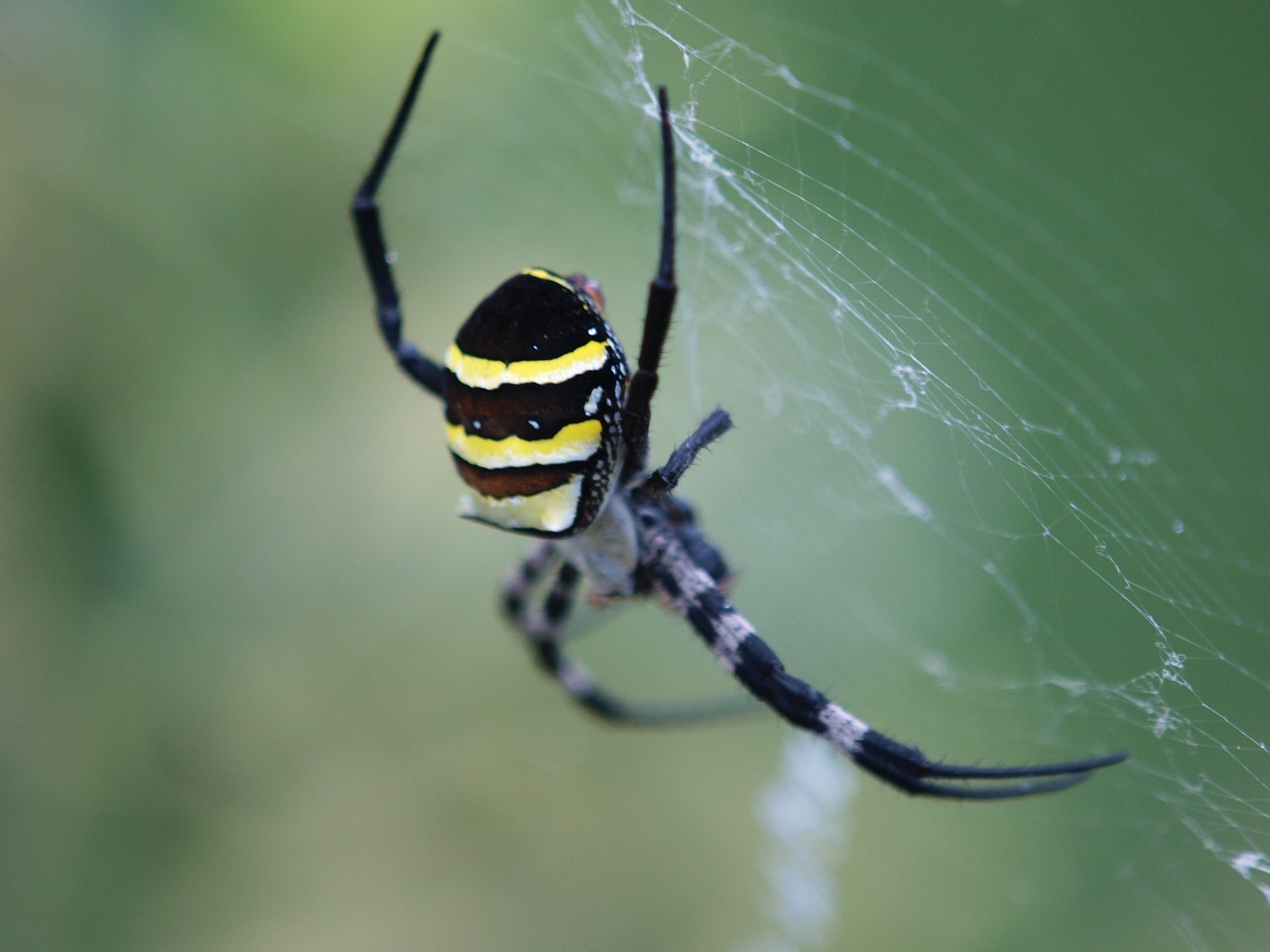 spider nature outdoor free photo