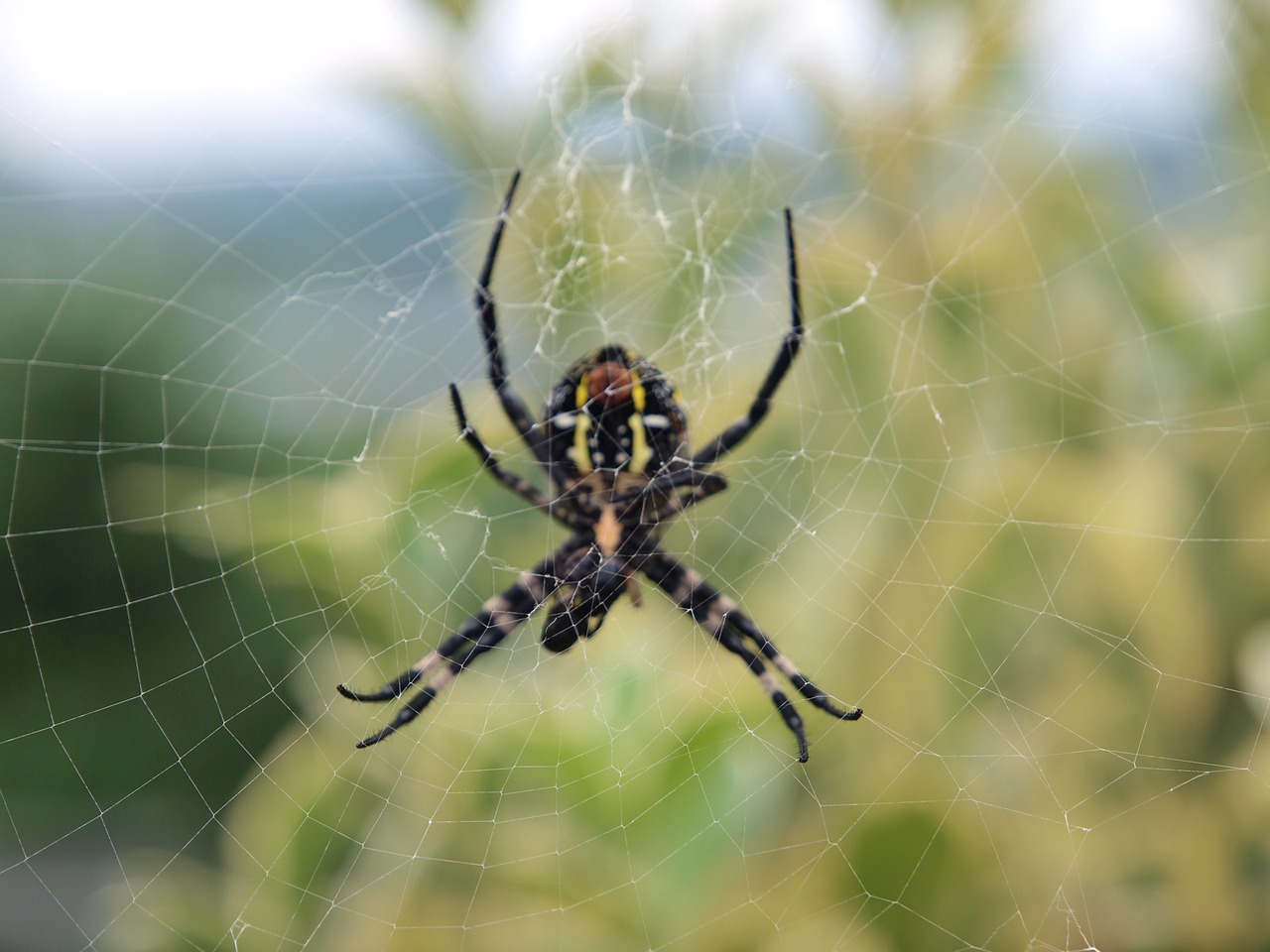 spider nature outdoor free photo