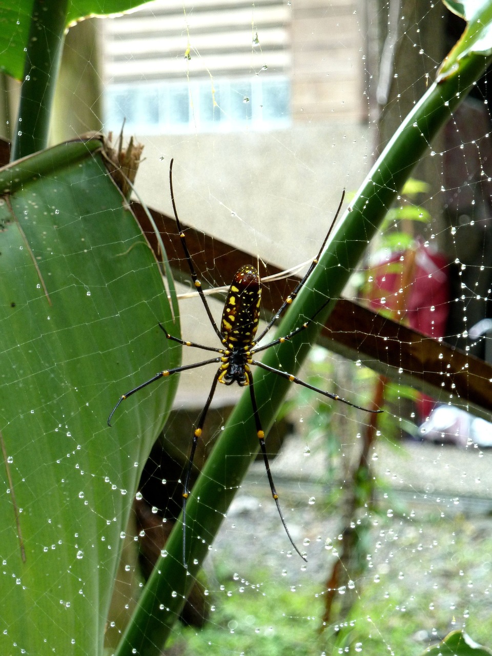 spider spider hex spider web free photo