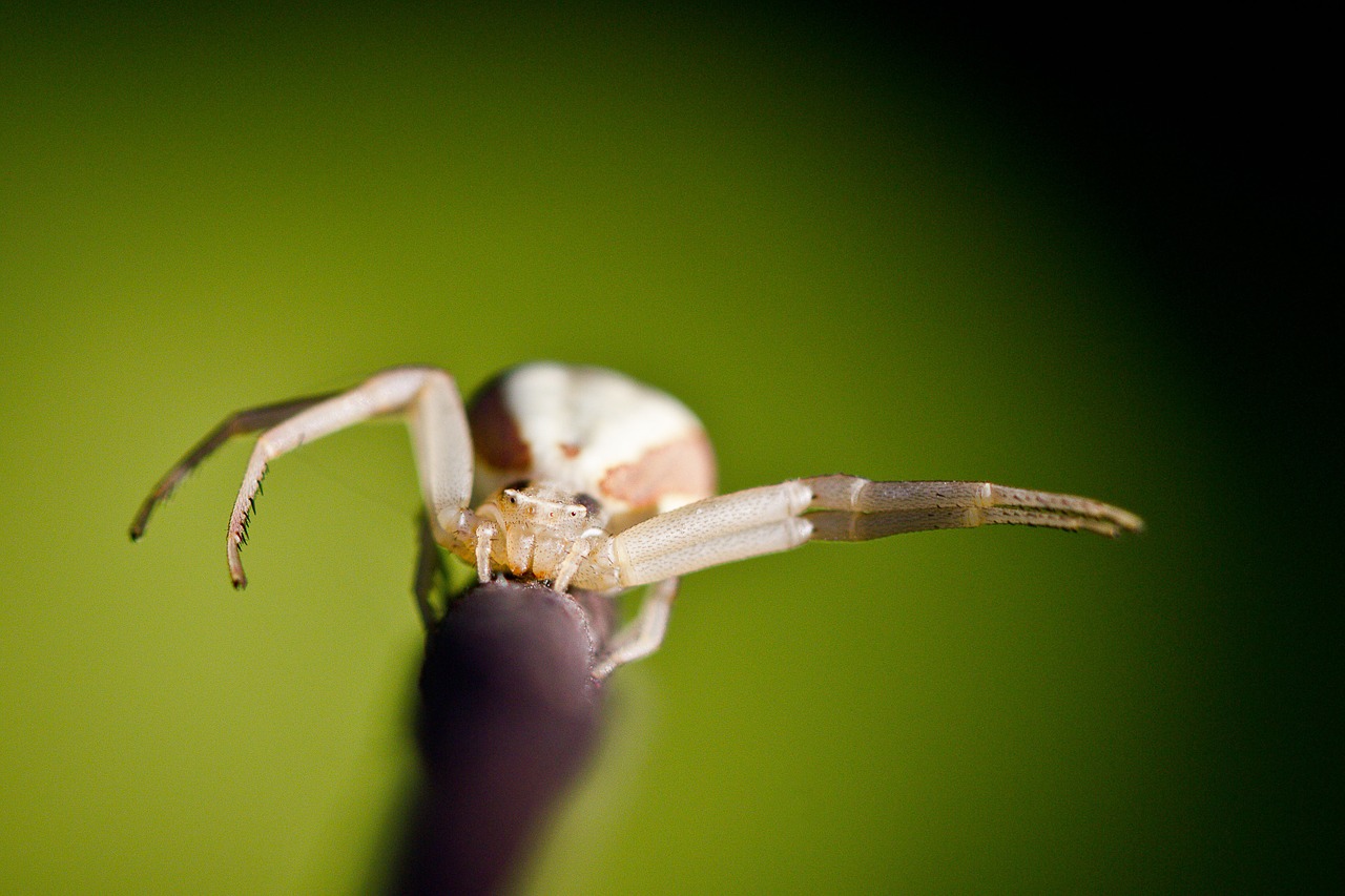 spider macro nature free photo