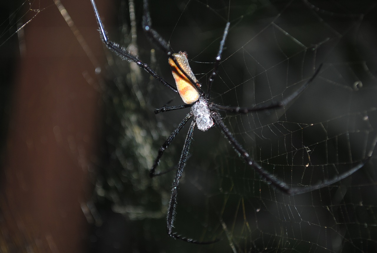 spider spider insect spiderweb free photo