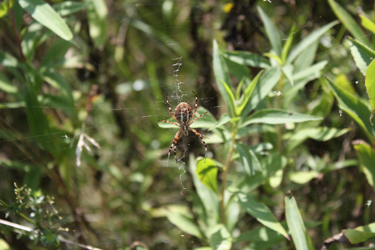 spider cobweb network free photo