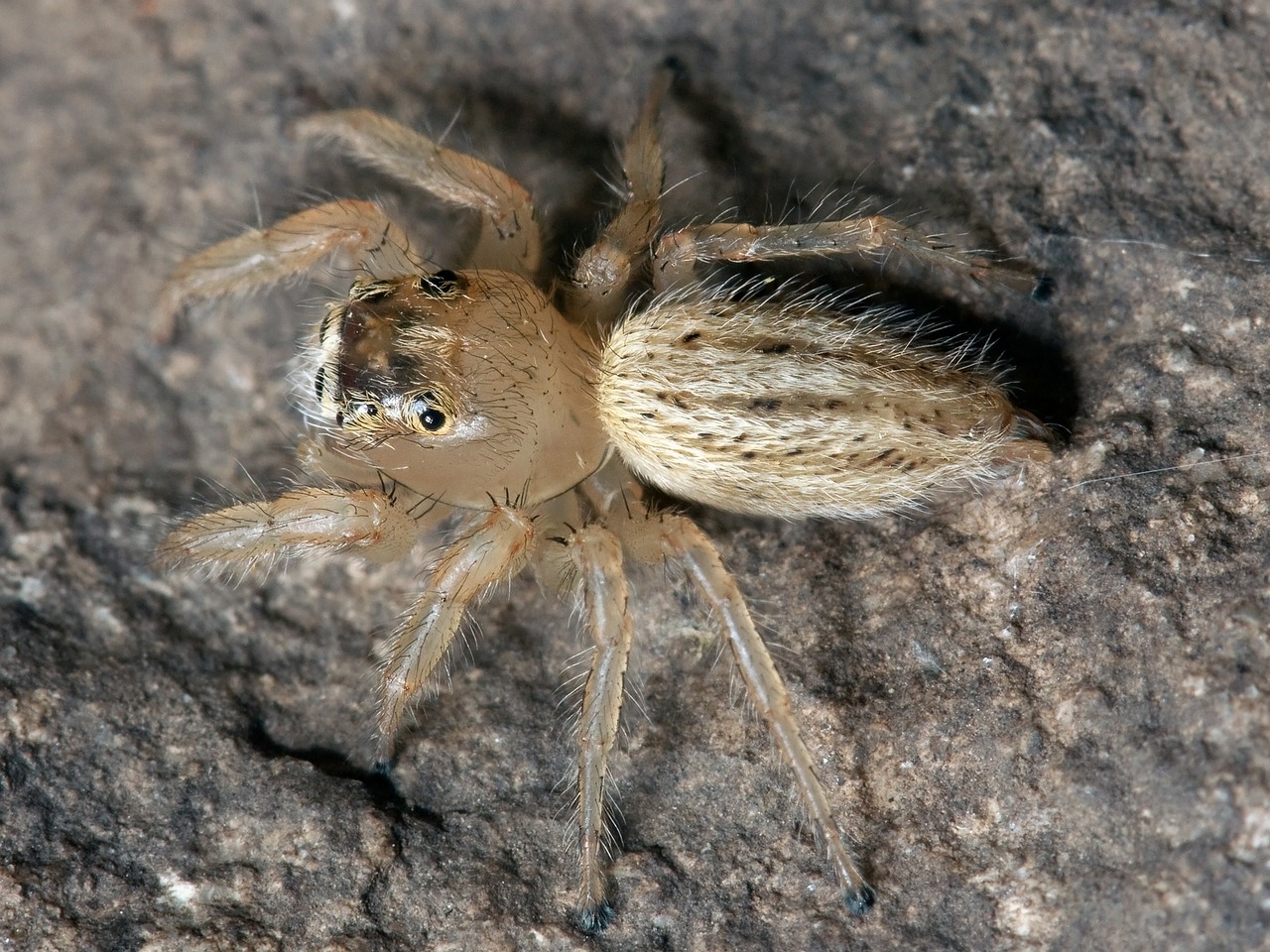 spider jumping spider thiodina puerpera free photo