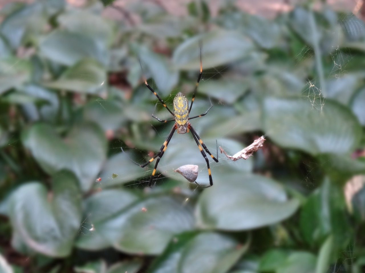 spider web forest free photo