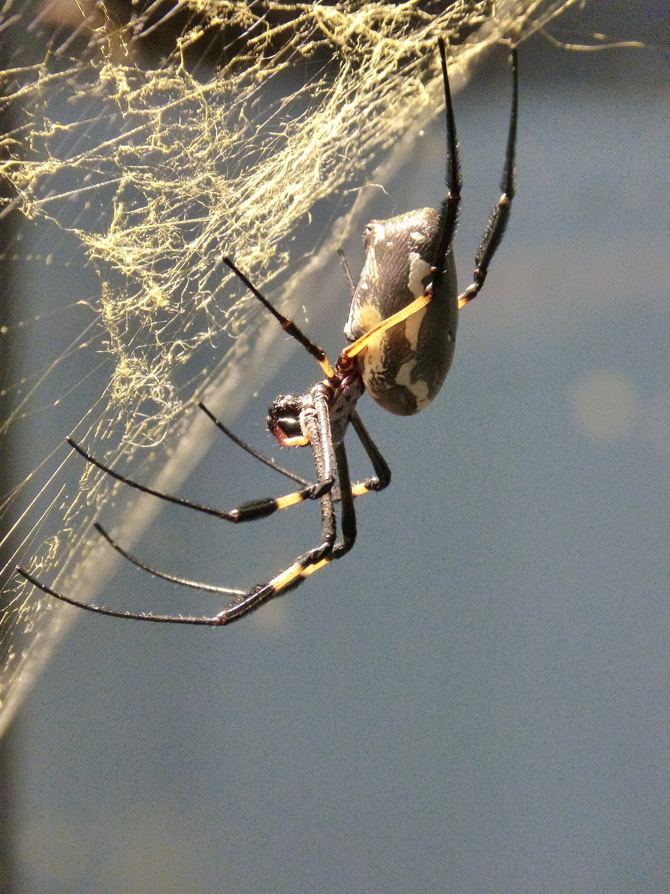 spider arachne tropics free photo