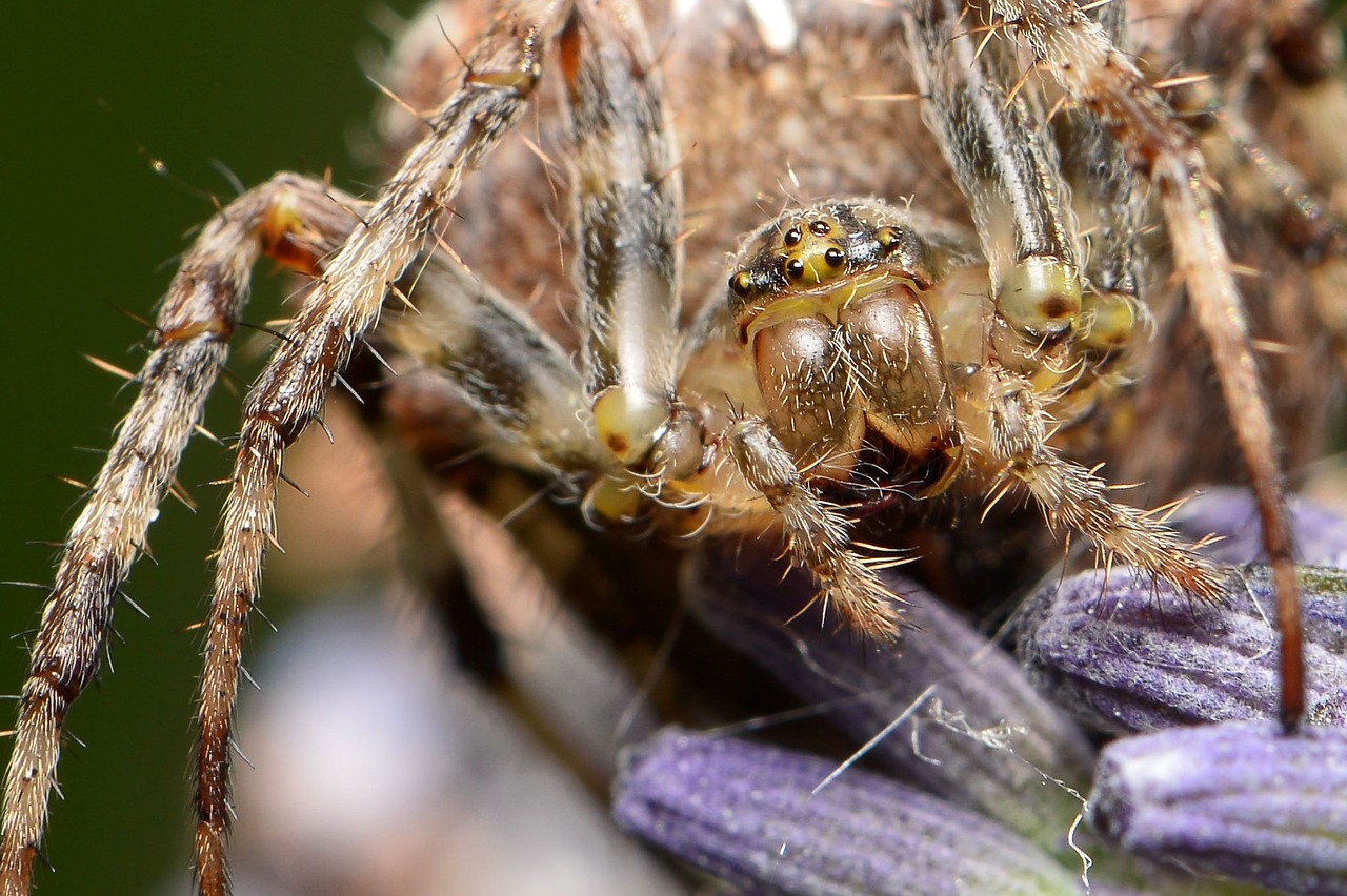 spider macro free pictures free photo