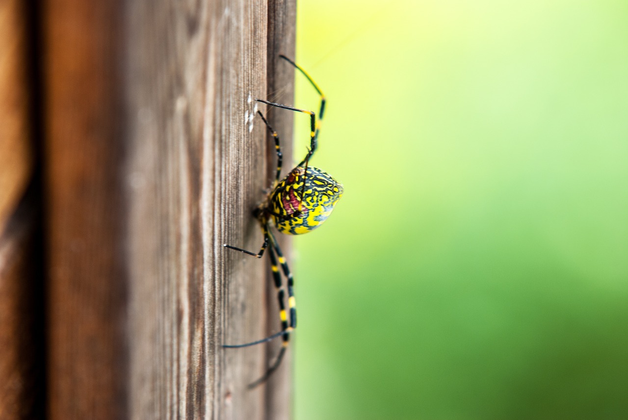 spider affix green free photo