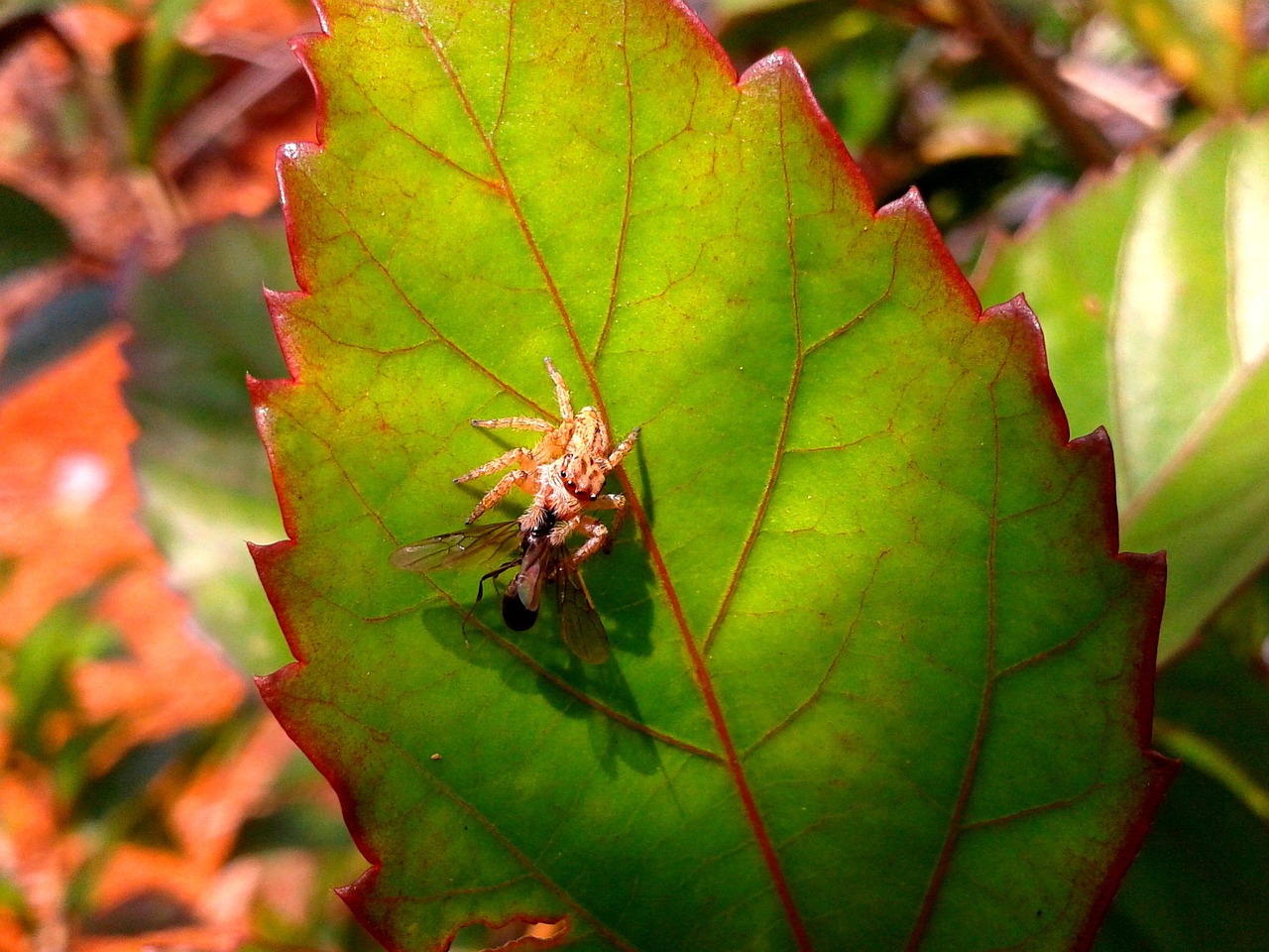 spider green leaf free photo