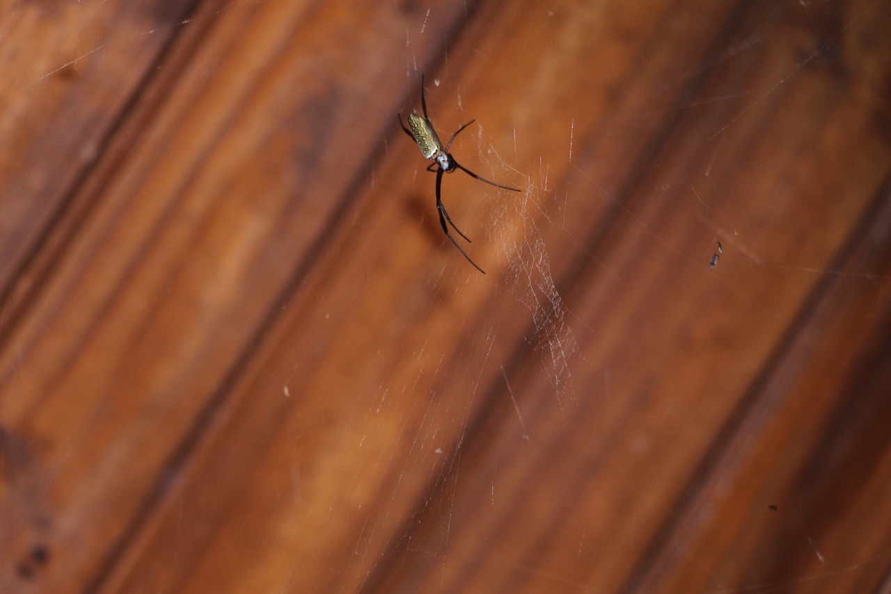 spider web arachnid free photo