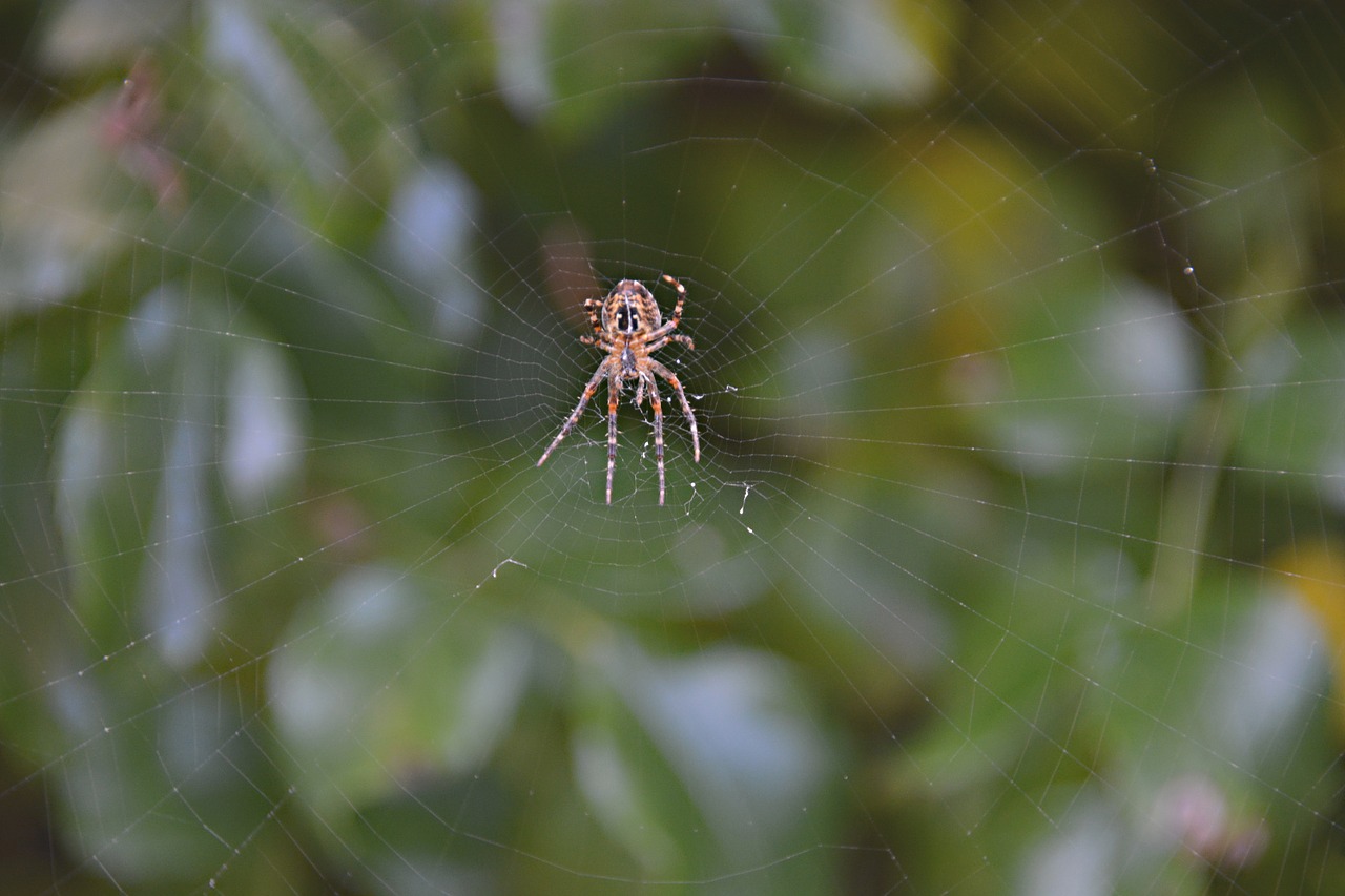 spider canvas nature free photo