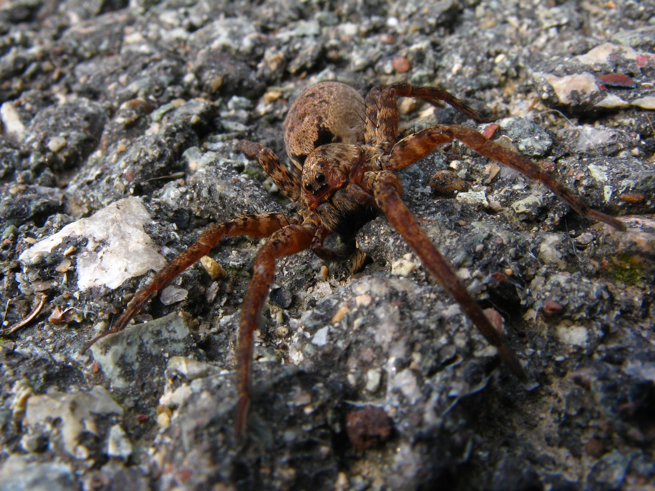 spider macro arachnid free photo