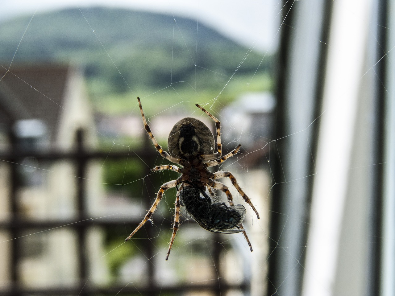 spider cobweb insect free photo