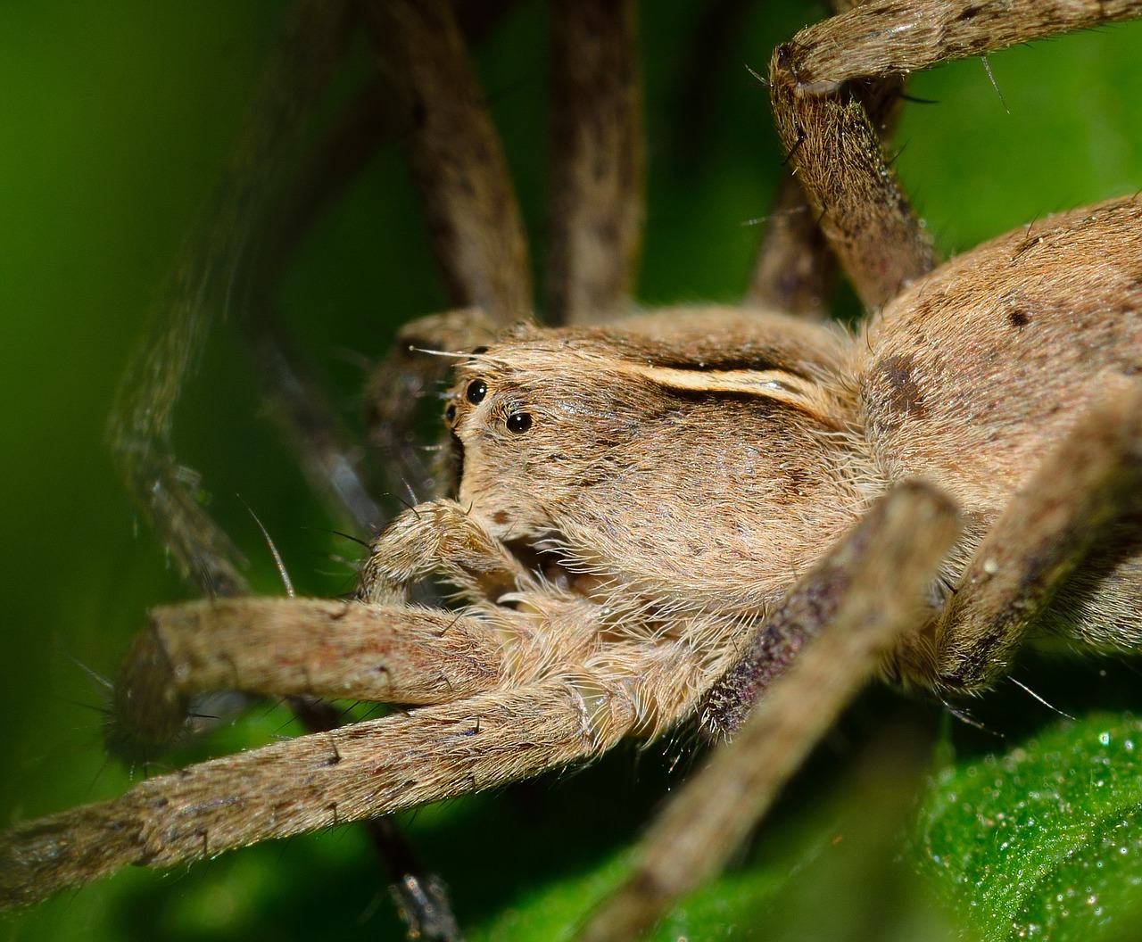 spider insect predator free photo