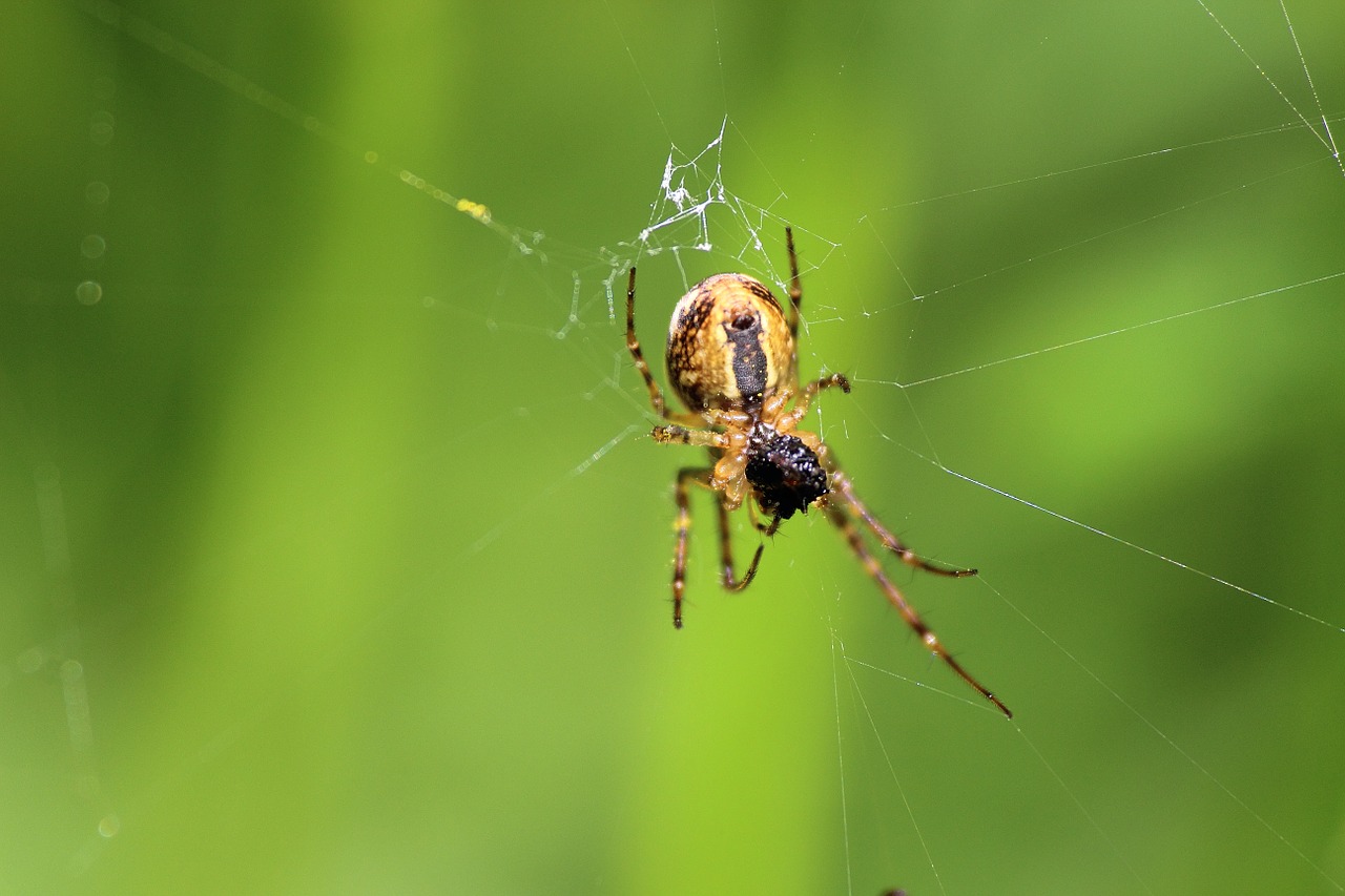 spider arachnid network free photo