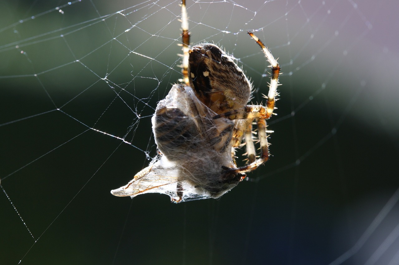 spider web bee free photo