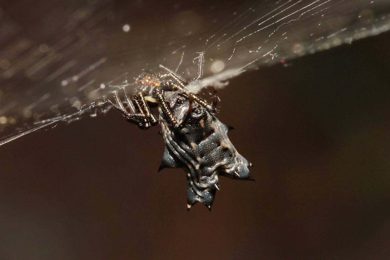 spider black arachnid free photo
