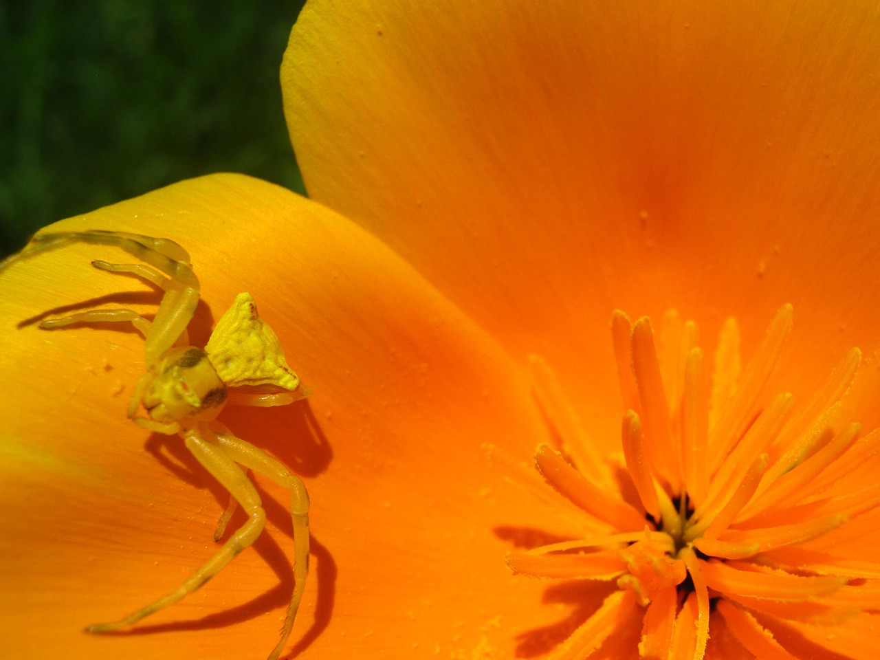 spider flower nature free photo