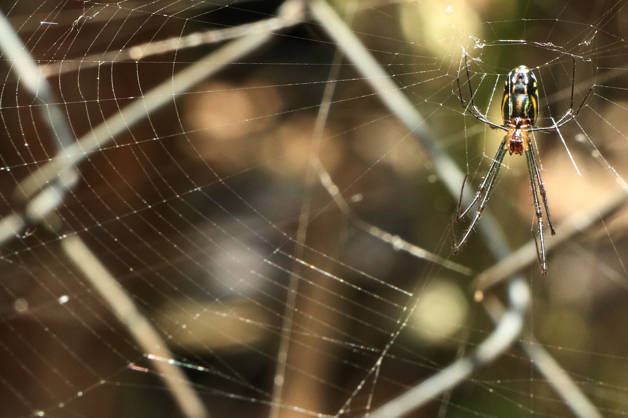 spider insect arachnid free photo