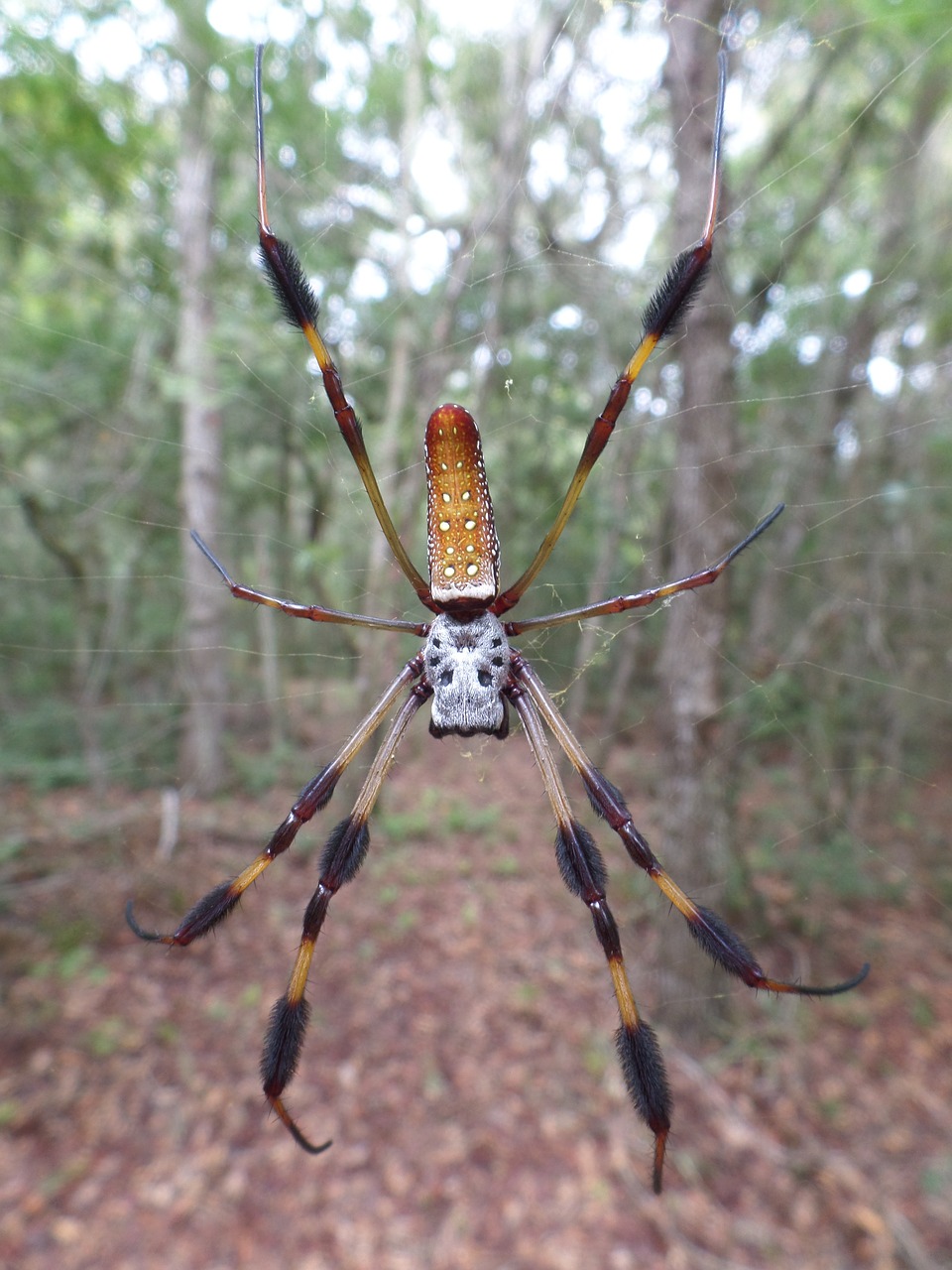 spider golden silk orb weaver arachnid free photo