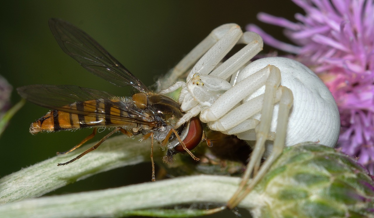 spider misumena vatia free photo