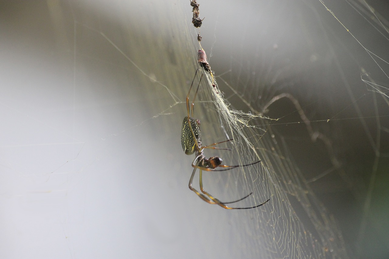 spider insect nature free photo