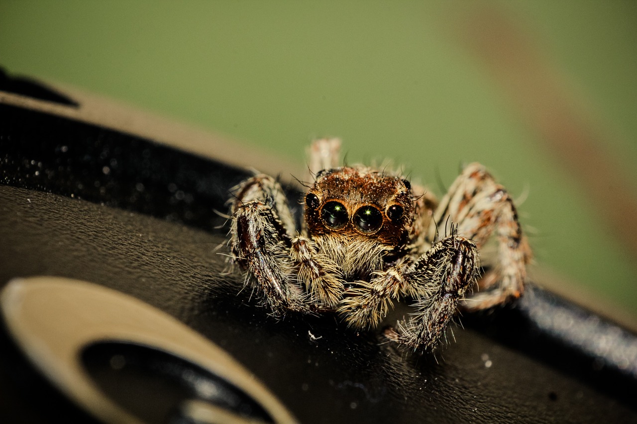 spider macro insect free photo