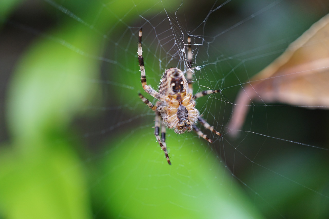 spider network close free photo