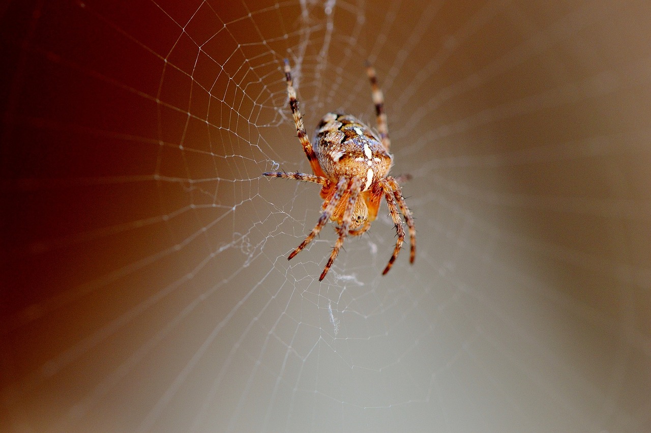 spider insect close free photo