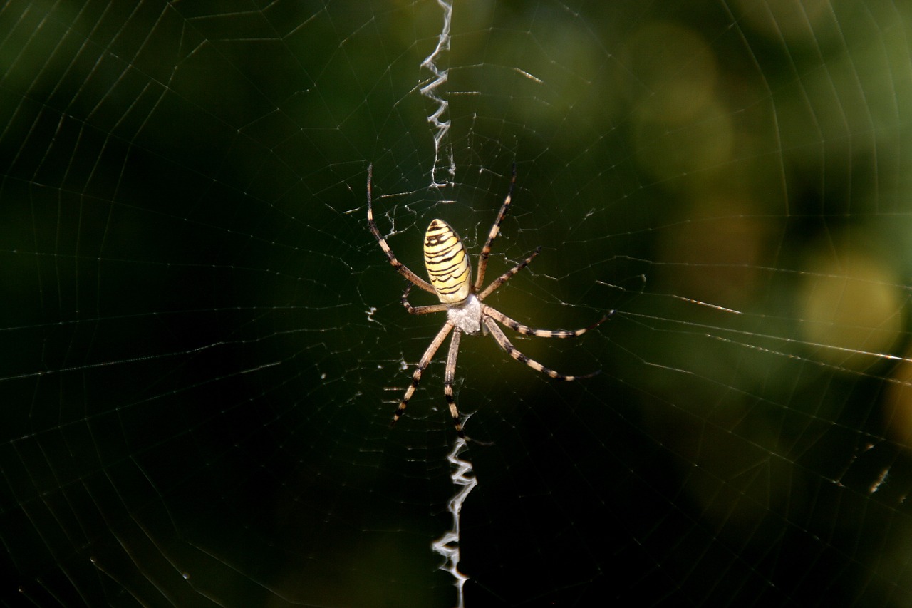 spider spider web insecta free photo