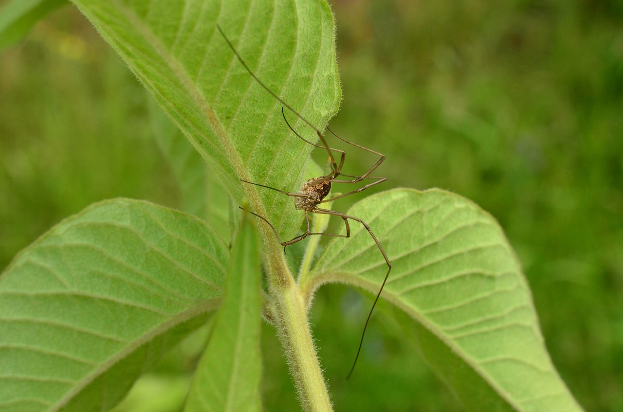 spider long legs summer free photo