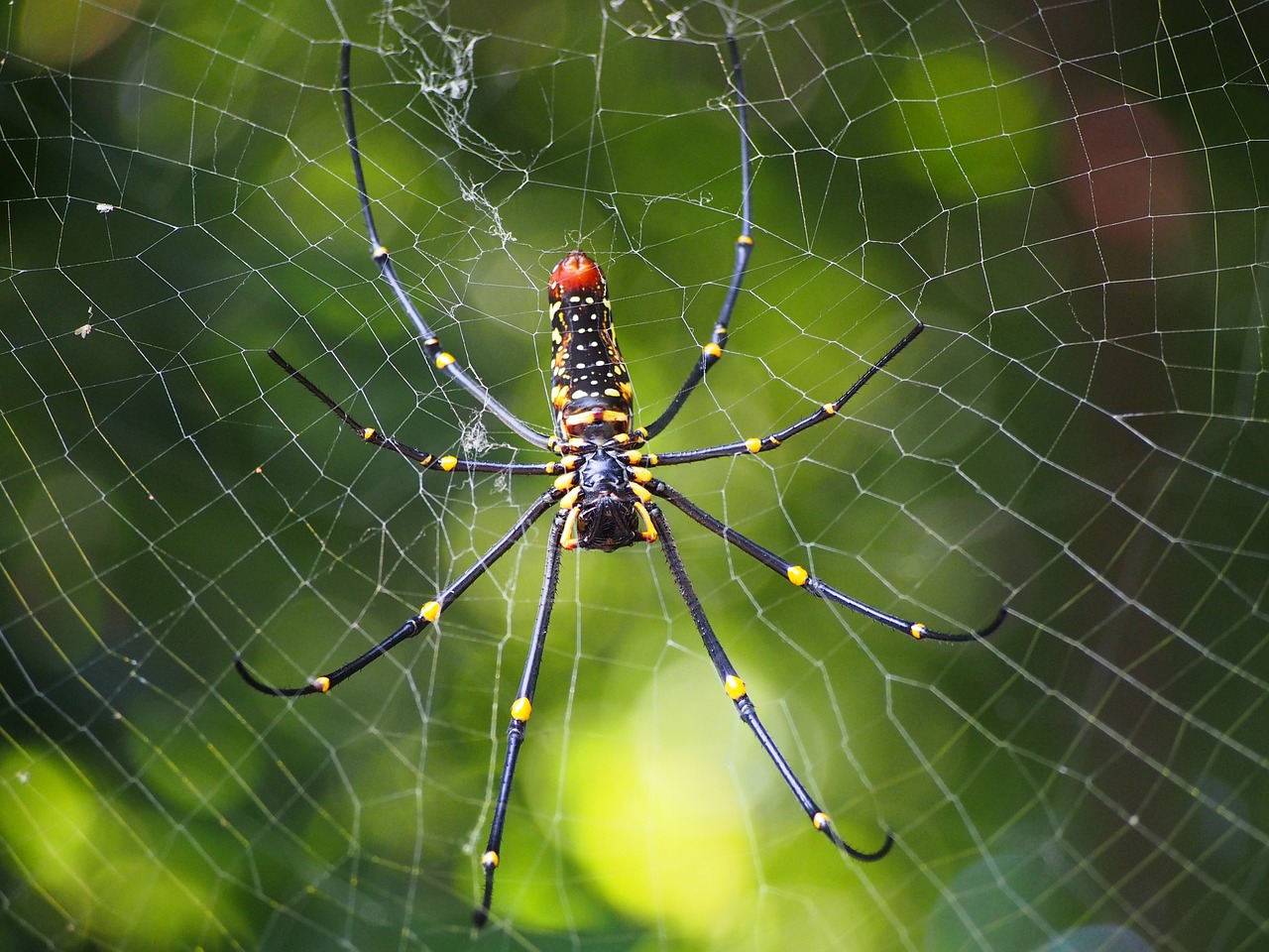 spider cobweb hunting free photo