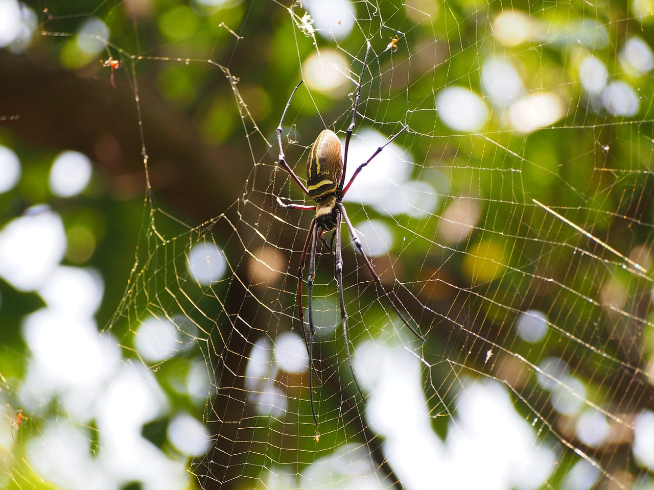spider netting hunting free photo