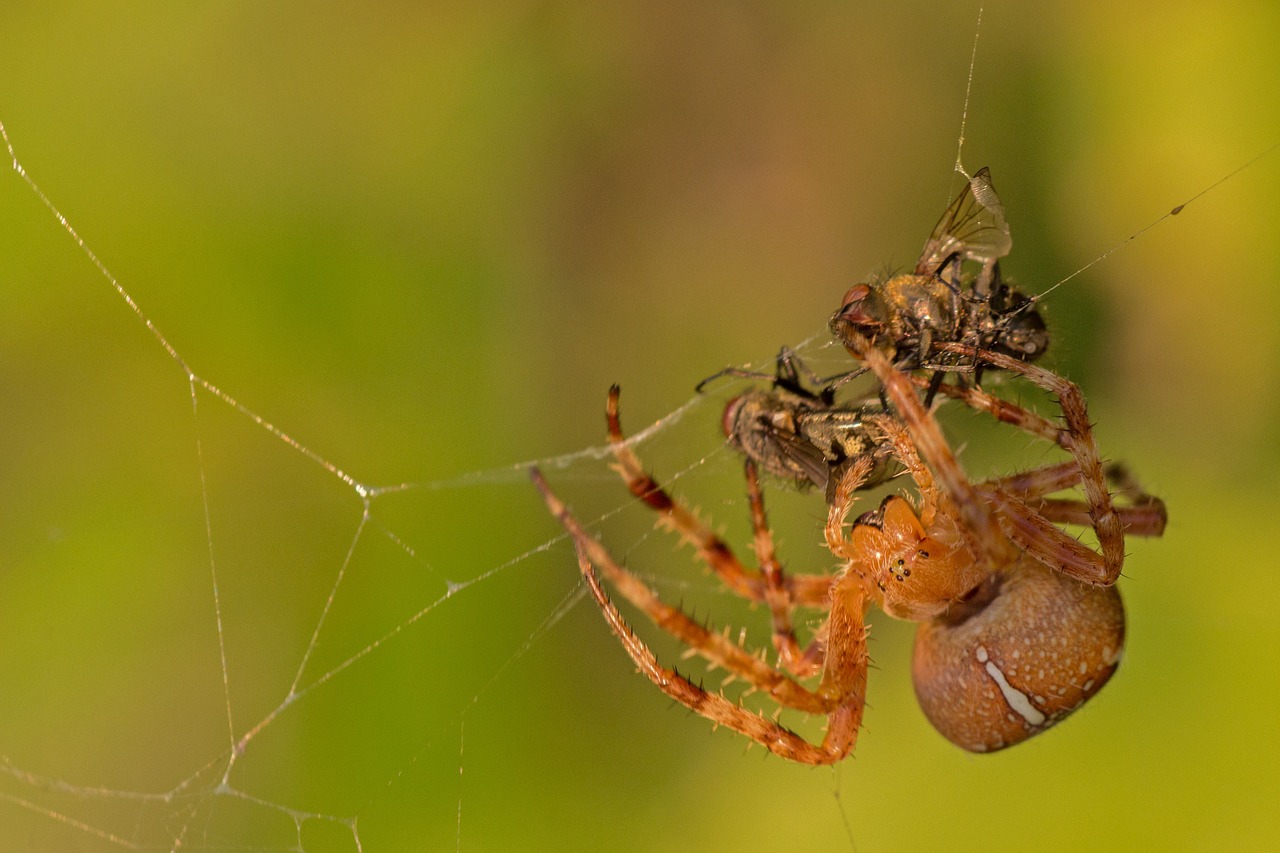 spider spider with prey fly free photo