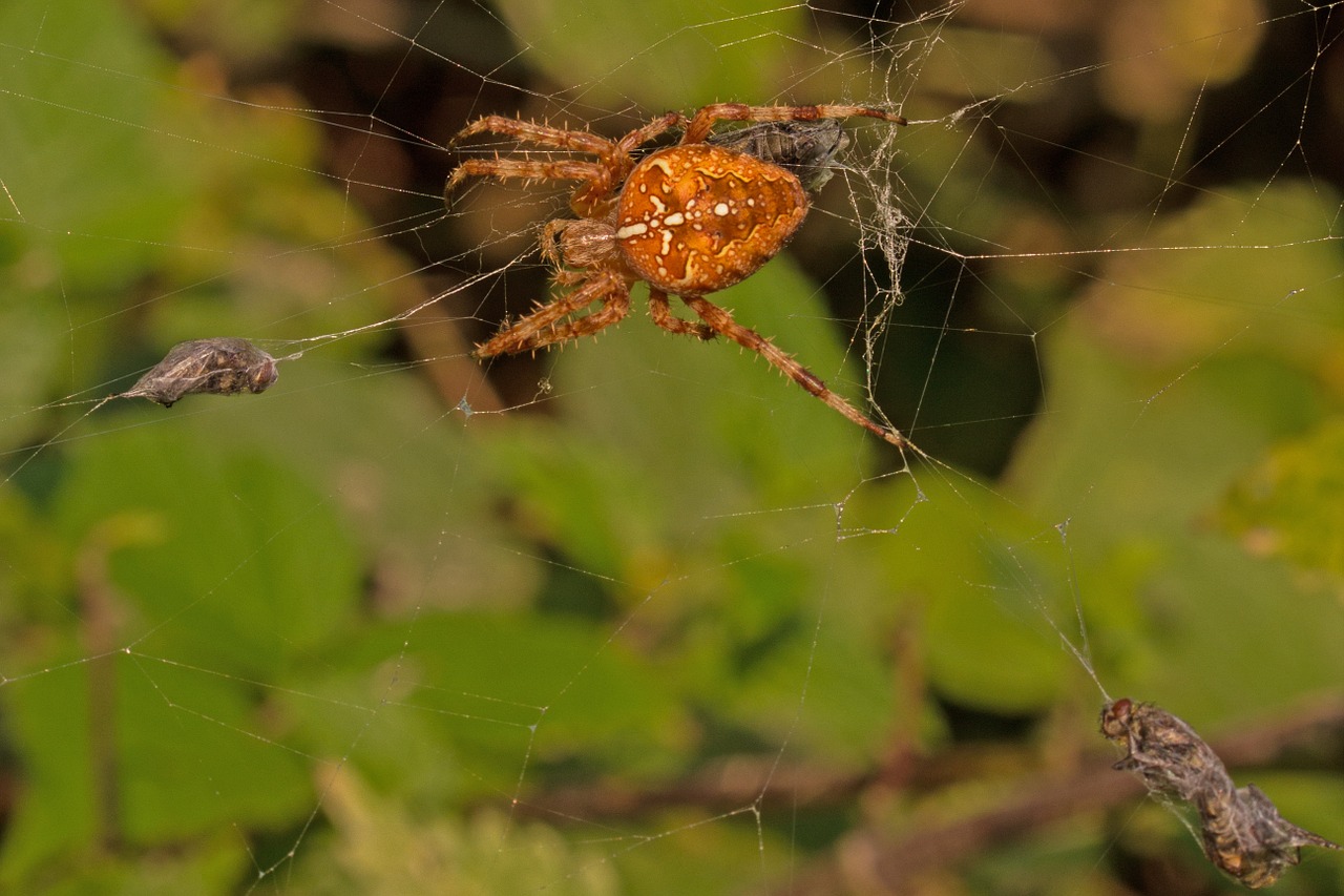 spider cobweb prey free photo