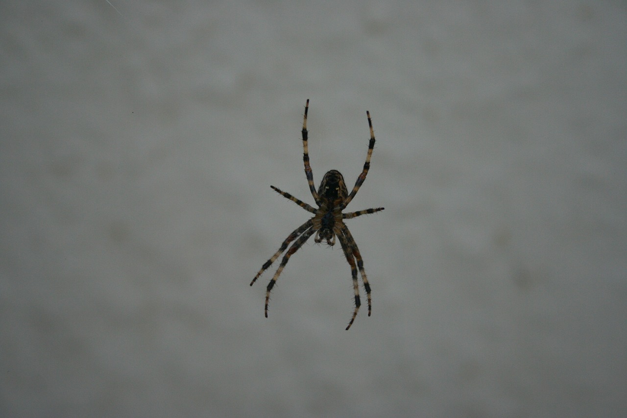 spider common garden spider arachnid free photo