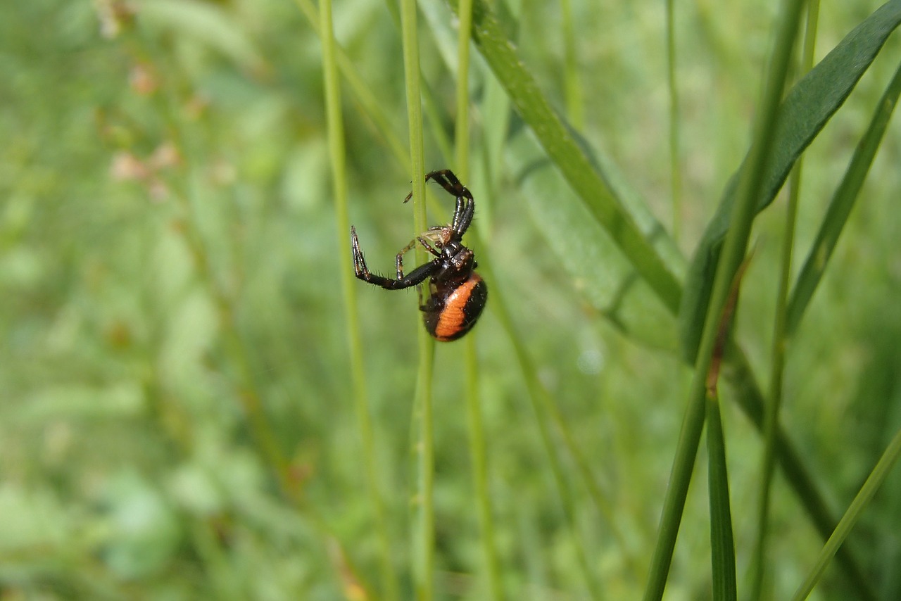 spider macro insect free photo