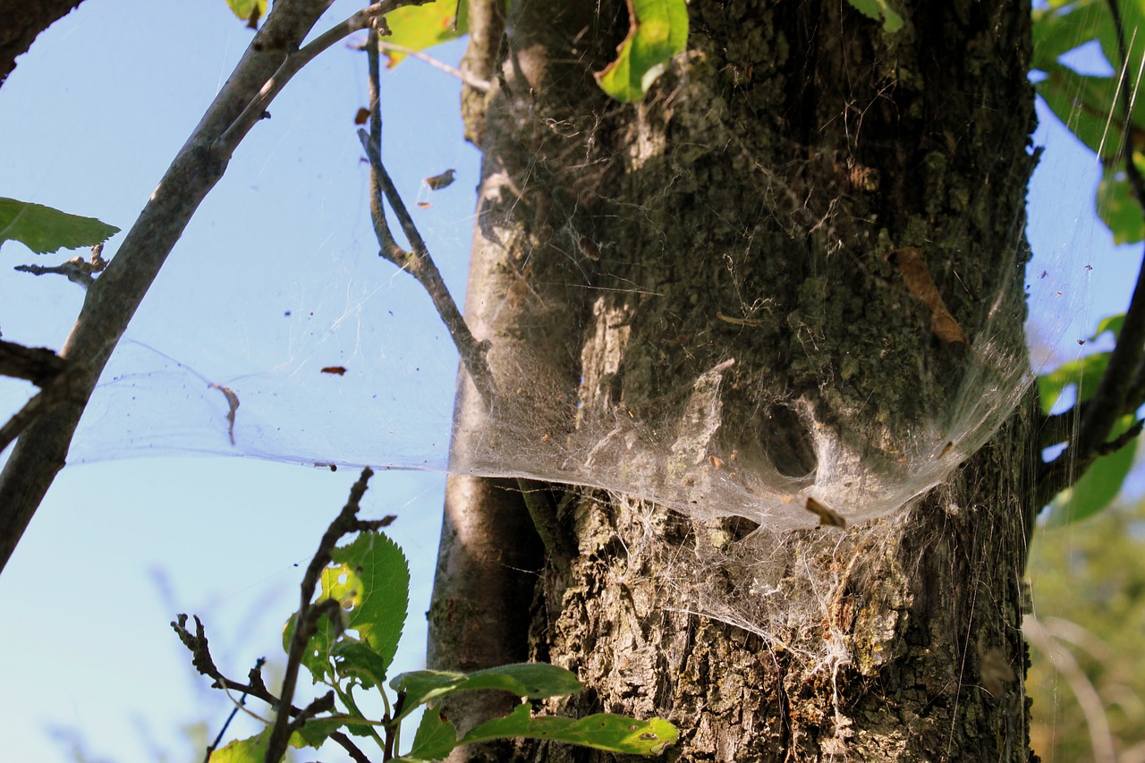 spider nest spider web free photo