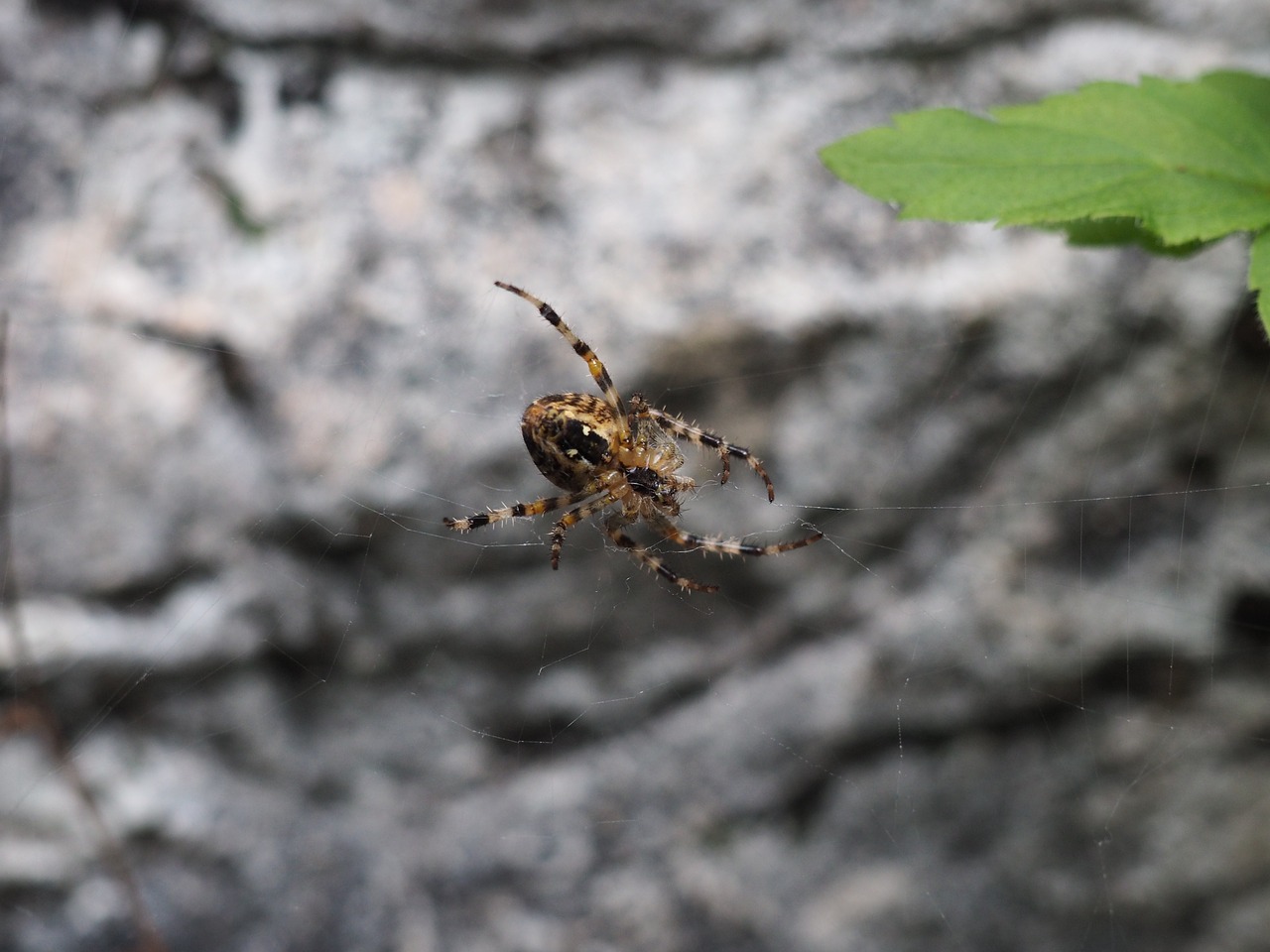 spider nature close free photo