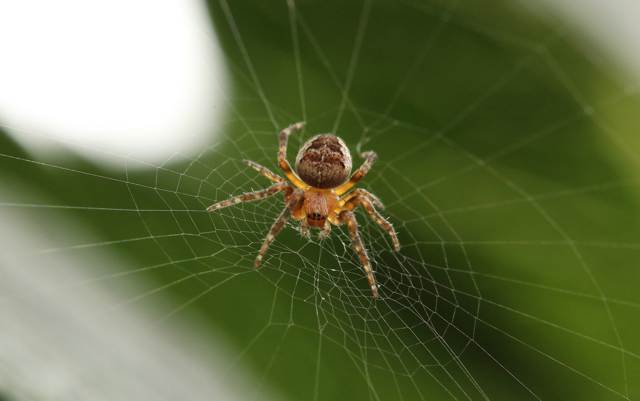 spider web insect free photo