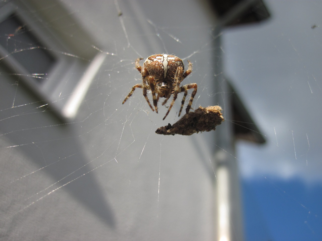 spider cobweb close free photo