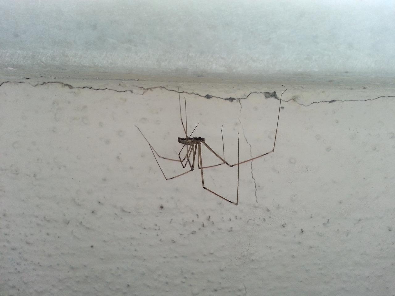 spider паук güzelyalı free photo