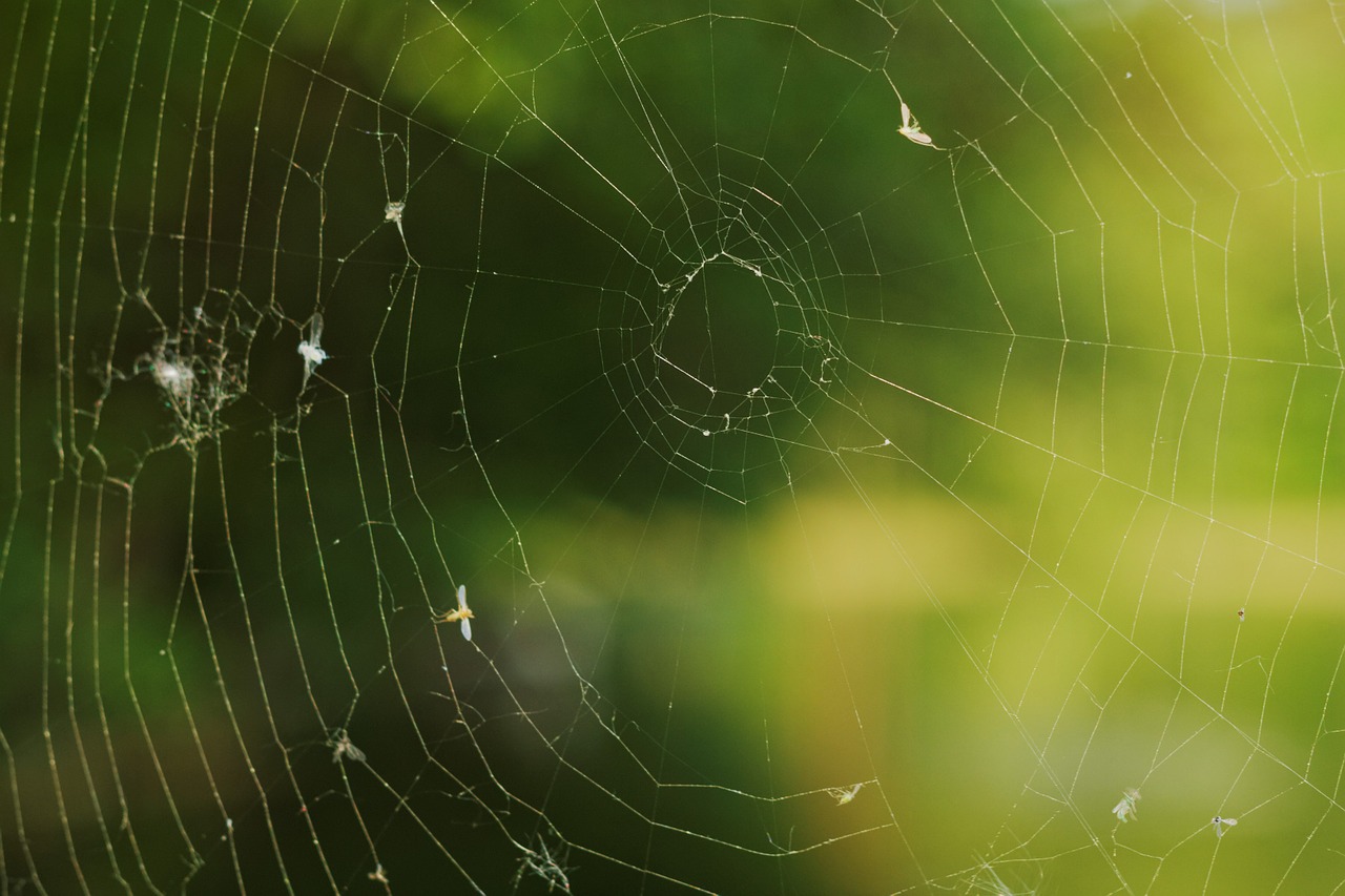 spider web arachnid free photo